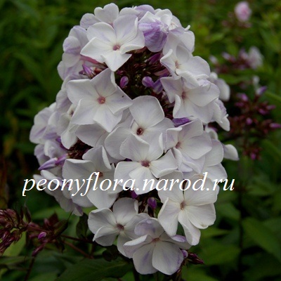 PIONIFLORA 2007 Mljotshnyi Put - Pilt 1