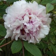 Madame Marie Closon