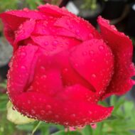 Montezuma - Pilt 3