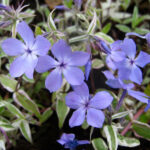Montrose Tricolor