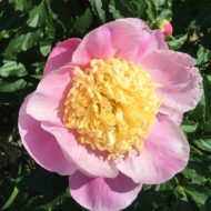 Mr. G. F. Hemerik - Pilt 3