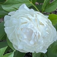 Mrs Edward Harding - Pilt 4