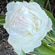 Mrs Edward Harding - Pilt 5