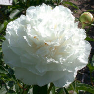 Mrs Edward Harding