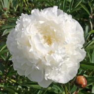 Mrs Edward Harding - Pilt 2