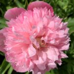Mutabilis Plena