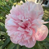 Mutabilis Plena - Pilt 2