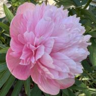 Mutabilis Plena - Pilt 3