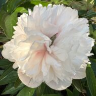 Mutabilis Plena - Pilt 4