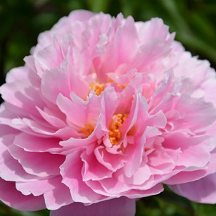 Paeonia 'my Petite Cherie' flw RK13 Ma Petite Cherie - Pilt 1