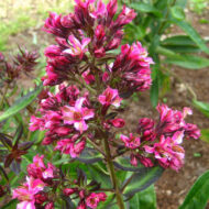 Natural Feeling's - Pilt 2