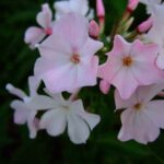 Nedotroga