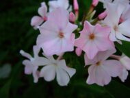 Nedotroga