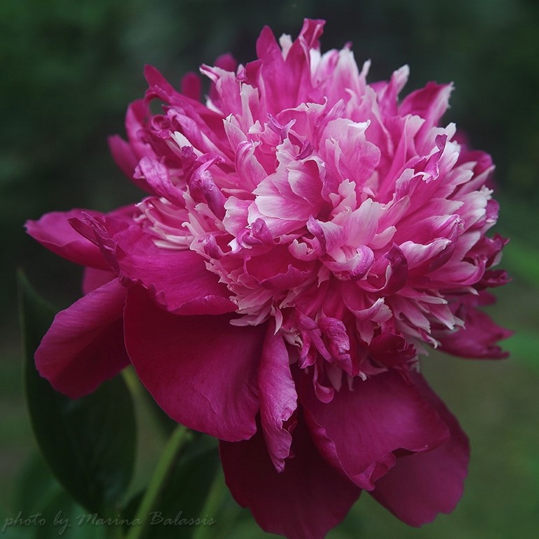 Nellie-Shaylor-Mb-ASWTAnqR0gs Nellie Saylor - Pilt 1