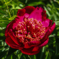 Nippon Beauty - Pilt 2