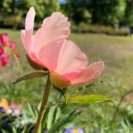 Nosegay - Pilt 10