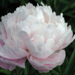 Odile