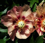 Old Rose Dandy - Pilt 2