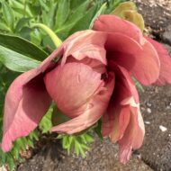 Old Rose Dandy - Pilt 3