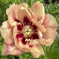 Old Rose Dandy - Pilt 4
