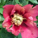 Old Rose Dandy