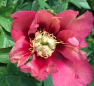 Old Rose Dandy