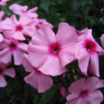 Oleander