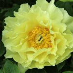 Oriental Gold