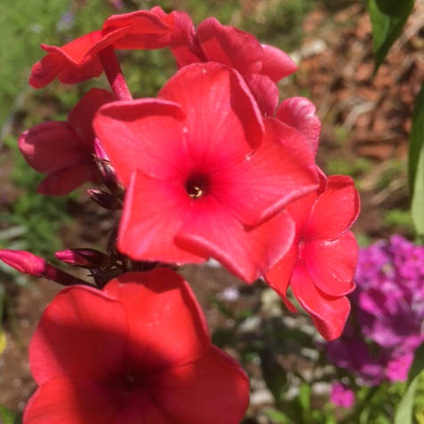 Oruzheinik Oruzheinik - Pilt 1