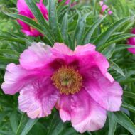 Paeonia anomala L.