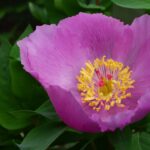 Paeonia coriacea Morocco