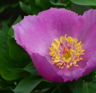 Paeonia coriacea Morocco