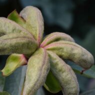 Paeonia coriacea Morocco - Pilt 3