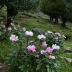 Paeonia morisii Cesca, Bernardo et N.G.Passal.2001