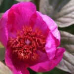 Paeonia ruprechtiana