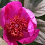 Paeonia ruprechtiana