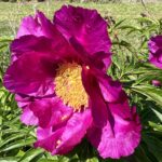 Paeonia anomala L.