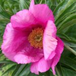 Paeonia anomala L. 'Kaseküla'