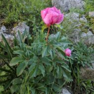Paeonia broteroi - Pilt 7