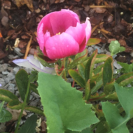 Paeonia broteroi - Pilt 3