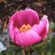 Paeonia broteroi - Pilt 2