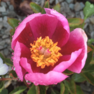 Paeonia broteroi - Pilt 4