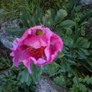 Paeonia broteroi - Pilt 5