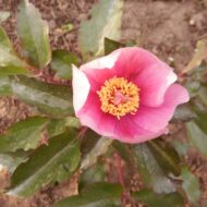 Paeonia cambessedesii - Pilt 4