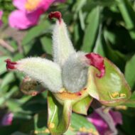 Paeonia caucasica - Pilt 5