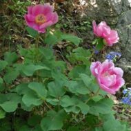 Paeonia caucasica - Pilt 6