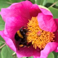 Paeonia daurica - Pilt 5