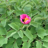 Paeonia daurica - Pilt 6