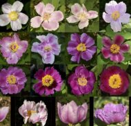 Paeonia daurica - Pilt 4