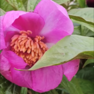 Paeonia mairei - Pilt 4